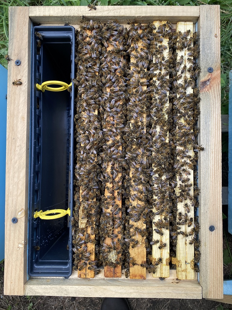rodzina pszczela 5 ramek