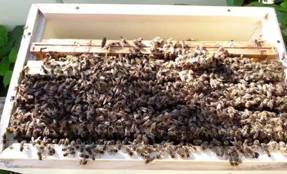 rodzina pszczela